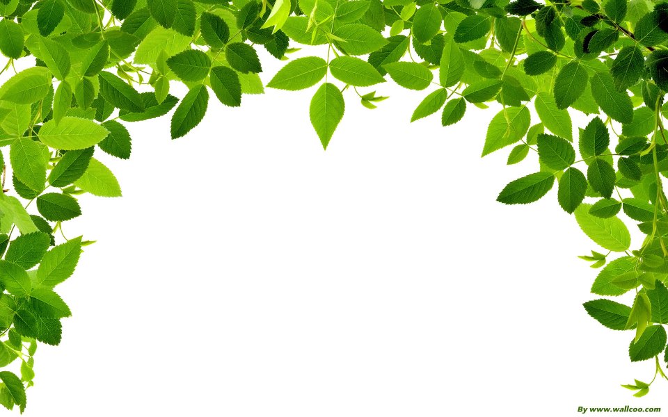 Fresh Green Leaves Border Pure White Background Nature Wallpaper