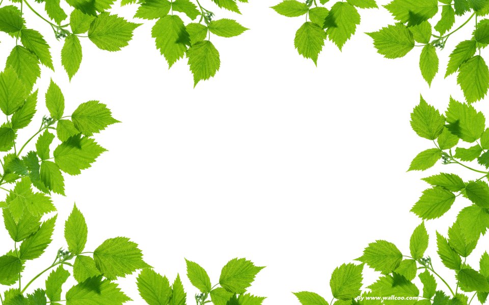 Fresh Green Raspberry Leaves Border White Background Wallpaper