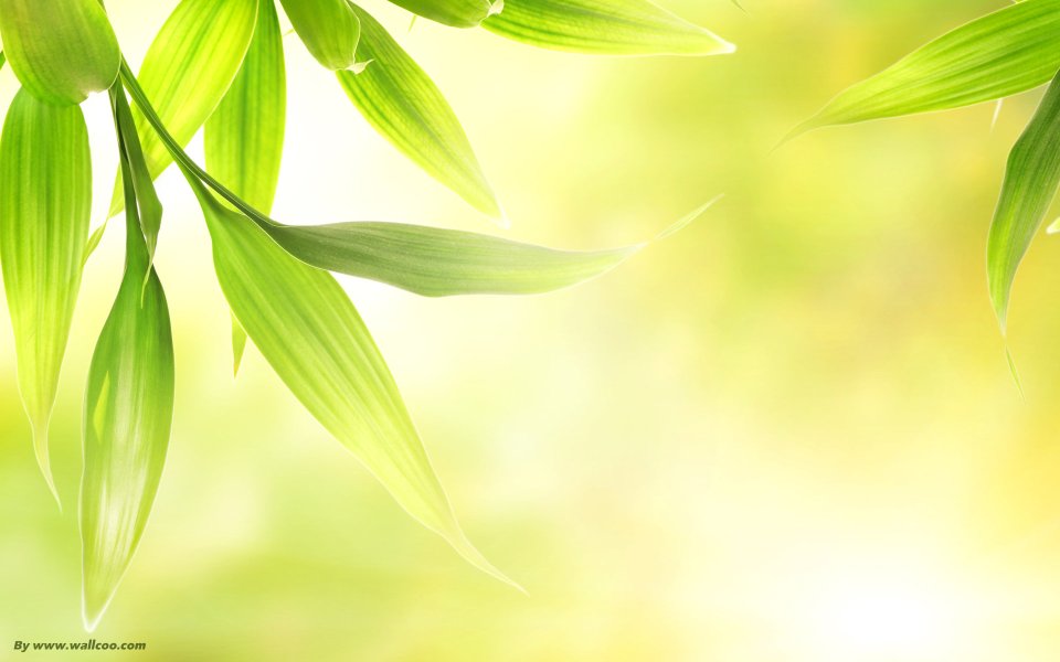 Backlit Translucent Green Bamboo Leaves Fresh Wallpaper