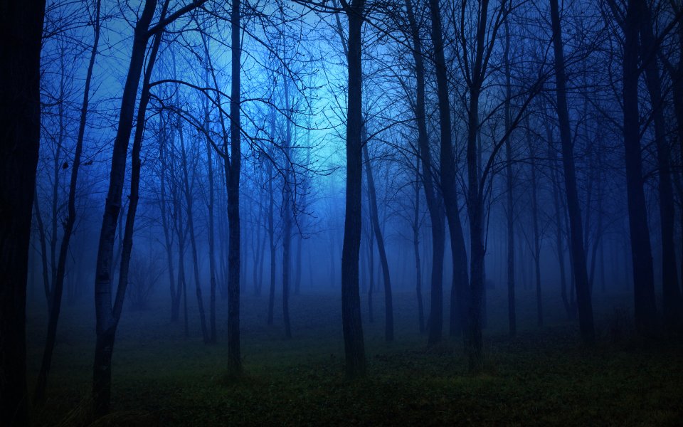 Blue Hour Foggy Bare Forest Night Scene