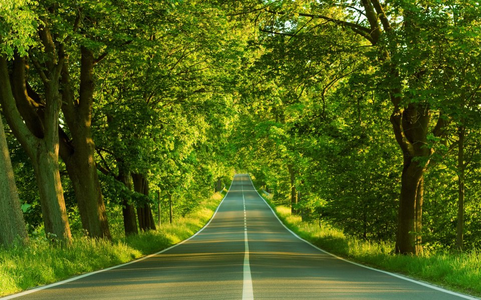 新西兰夏日林荫公路自然风光