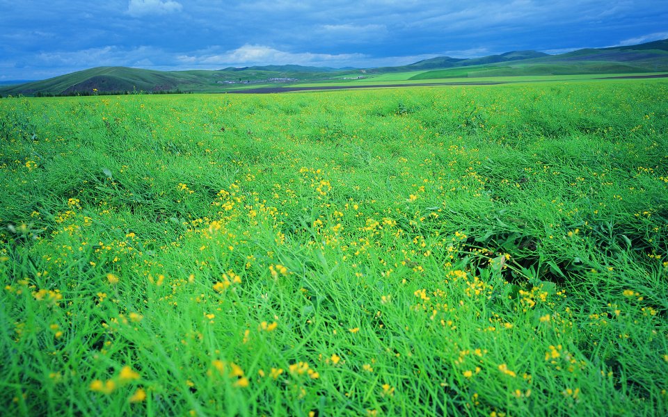 夏日广袤草原遍地黄花自然风光