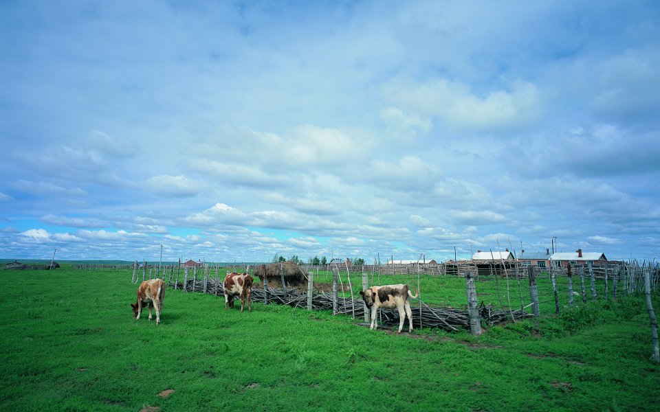Summer Inner Mongolia Grassland Ranch Cows Scenery