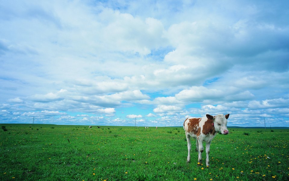 Summer Vast Grassland Spotted Calf Natural Landscape