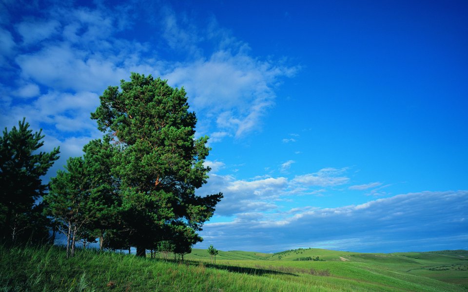 Vast Summer Grassland Pine Tree Under Clear Blue Sky