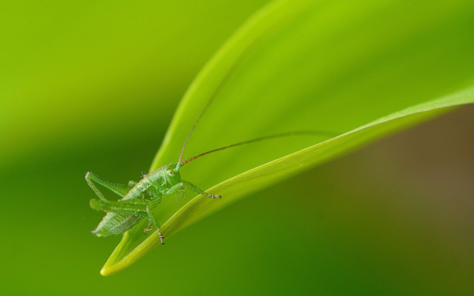 Green Katydid Nymph On Tender Green Leaf Macro Shot