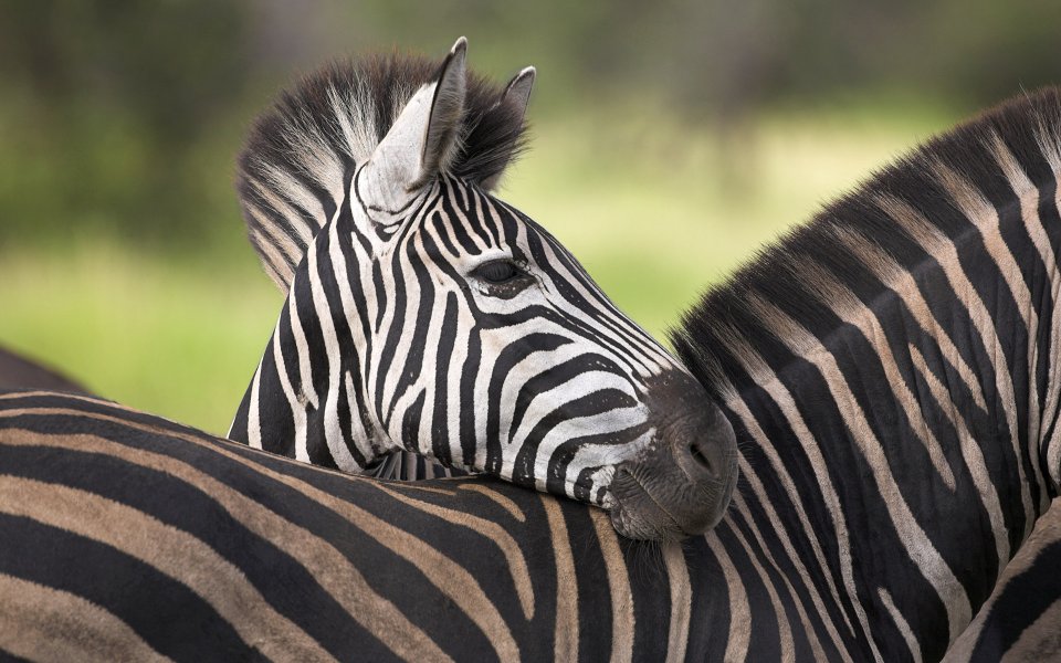 African Savanna Zebras Cuddling Closeup Photo