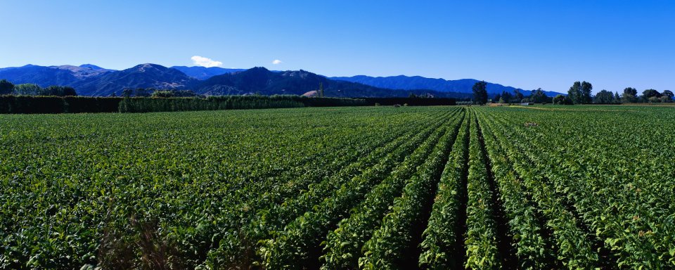 Sunny Blue Sky Farm Cropland Mountain Panoramic Scenery