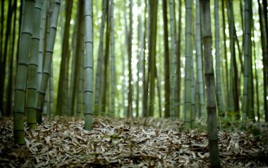 日本岚山静谧竹林自然风光实拍