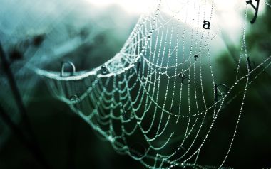 布满晨露水珠与英文字母的超现实蜘蛛网微距壁纸