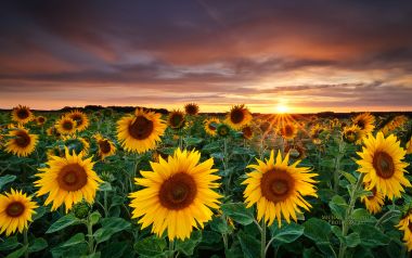 Sunflower Field Sunset Landscape In Franconia Germany