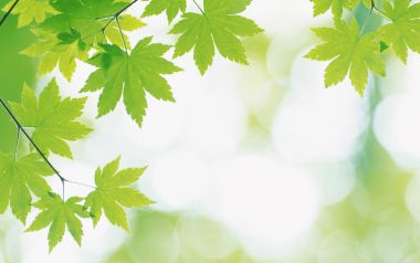 春日鲜绿枫叶清新自然壁纸