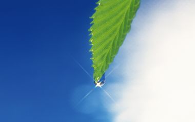 鲜绿叶尖垂落晶莹露珠 蓝天背景自然微距摄影