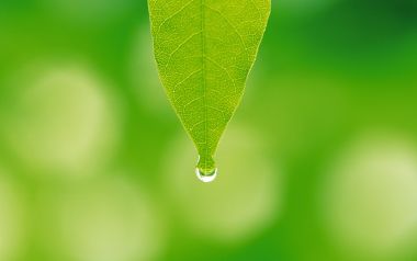 Fresh Green Leaf With Water Drop Macro Closeup