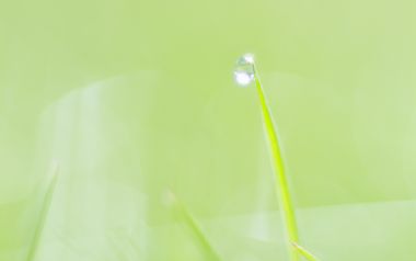 嫩绿草叶尖上的晶莹露珠清新微距摄影