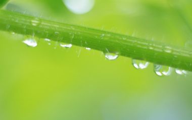 雨后鲜绿草茎晶莹水珠微距特写