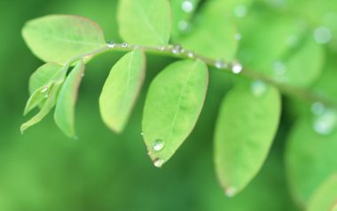 雨后嫩绿枝叶晨露微距特写 自然绿意壁纸