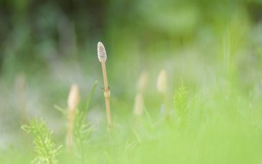 春日野外问荆嫩株清新微距摄影壁纸