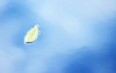漂浮在淡蓝色水面的鲜绿嫩叶