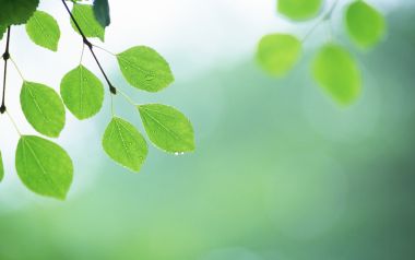 带晨露的鲜绿嫩叶清新自然摄影壁纸