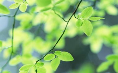 春日清新嫩绿枝叶特写摄影壁纸