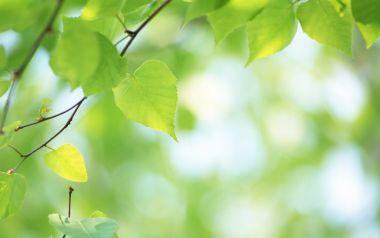 春日阳光下嫩绿新叶特写 清新治愈自然绿植壁纸