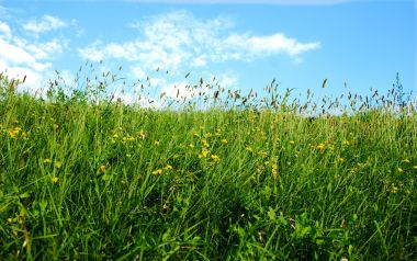 夏日郊野青草地野花蓝天白云清新风景