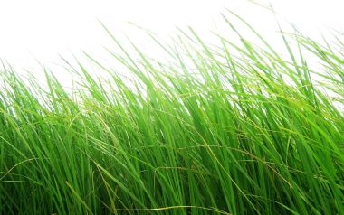 纯白背景鲜绿茂盛青草特写自然壁纸