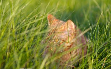 午后阳光青草丛中躲藏的橘虎斑猫