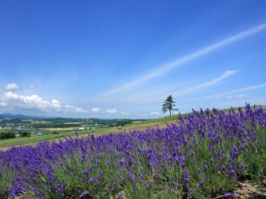 日本北海道夏日薰衣草花田晴日风光