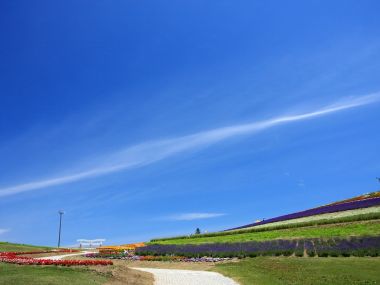 日本北海道夏日薰衣草花田晴空风景