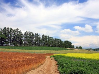 日本北海道夏日彩色拼布田园风光