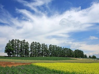 日本北海道夏季田园花田风光