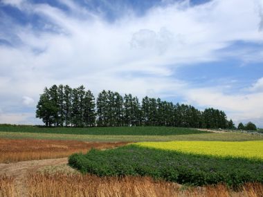 日本北海道夏季彩色花田田园风光