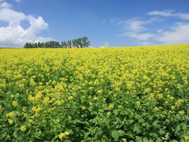 日本北海道夏日油菜花田晴空风光