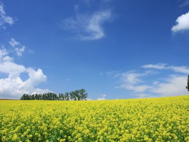 日本北海道夏日油菜花田晴空风光