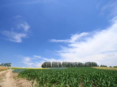 日本北海道夏日田园风光