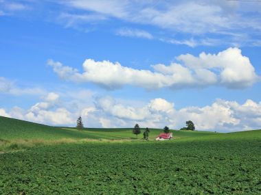 日本北海道夏季田园红顶小屋风光