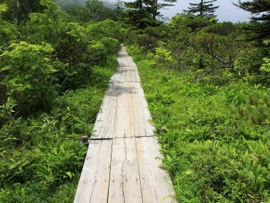 日本北海道夏季山野林间木质步道景观