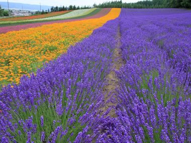 日本北海道夏日七彩薰衣草花田
