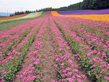 日本北海道夏季七彩花田风光