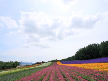日本北海道夏季彩色花田风光