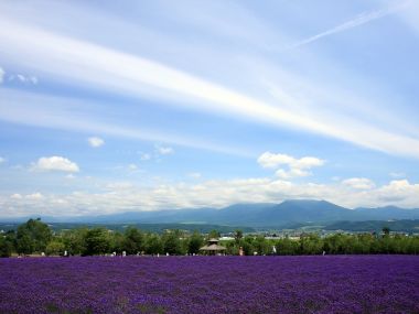 日本北海道夏季薰衣草花田自然风光