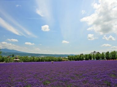 日本北海道夏日薰衣草花田风光