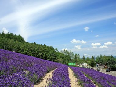 日本北海道夏日薰衣草花田晴朗风光