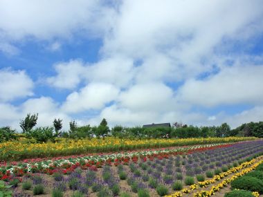 日本北海道夏季彩色花田风光