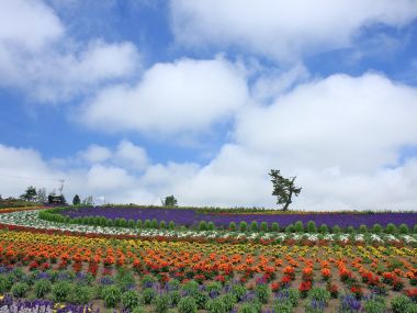 日本北海道夏日彩色花田风光