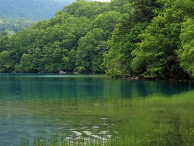 日本北海道夏季原始森林湖泊风光