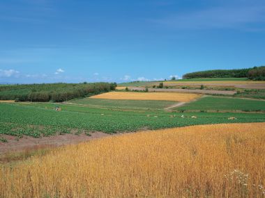 日本北海道美瑛拼布田园丰收季自然风光