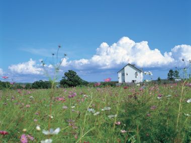 日本北海道夏日格桑花田白色小屋自然风光